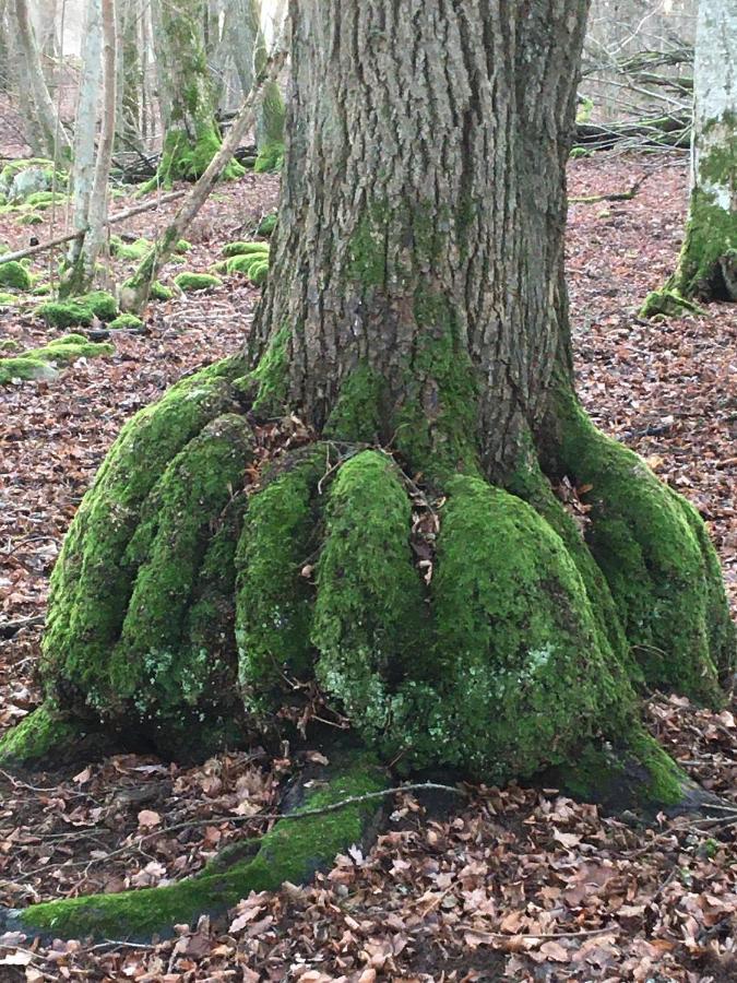 Liten Stuga Mitt I Naturen Pa Kinnekulle Hällekis Zewnętrze zdjęcie